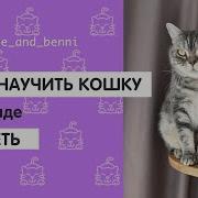 Как Научить Кота Команде Сидеть