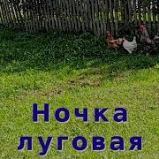 Ночка Луговая Песня Под Гармонь