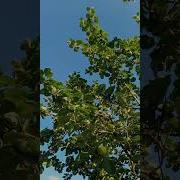 Кадышева Яблоня Садовая