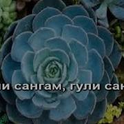 Текст Песни Гули Сангам