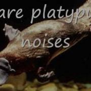 Platypus Sound Effect