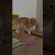 Черный Кот В Обработке