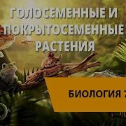 Биология 7 Класс Урок 4 Голосеменные И Покрытосеменные Растения
