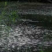Звуки Природы Дождя И Грозы