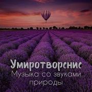 Опавшие Цветы Сакуры