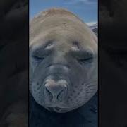Тюлени Чихают