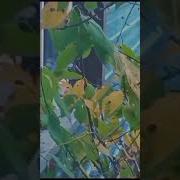 Где Ты Счастье Моё Запоздалое
