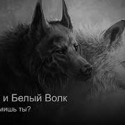 Черный И Белый Волк