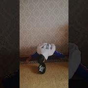 Ким Олади Шугинани Элшодбек Олади