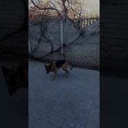 Собака Танцует Польку Собака Танцевака