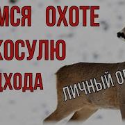 Осенняя Охота На Косулю