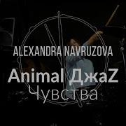 Animal Джаз Чувства Drum Cover