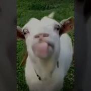 Козел Показывает Язык