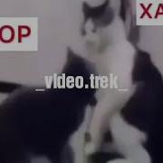 Хабиб Конор Ёёё