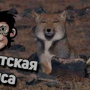10 Фактов О Лисе