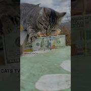 Мани Мани Это Тоже Что Улыбка На Лице
