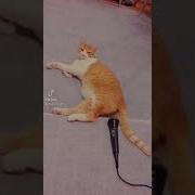 Короткие Смешные Фразы