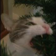 Go Kitty Go 1 Hour Speed Up