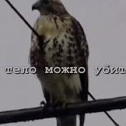 Если У Неге Дух Большой