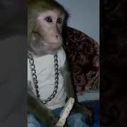 Николай Сидит Тут Хлебец Рубает