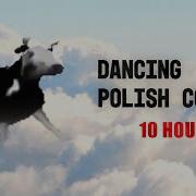 Dancing Polish Cow