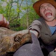 Укус Грифовой Черепахи Черепаха Укусила За Руку Brave Wilderness На Русском