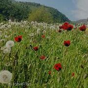 Лезгинские Песни Алатай Вахтар Хкведач Бесханум Гюльмамедова