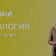 Побег Развитие Побега Из Почки Биология 6 Аудио