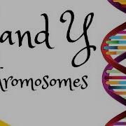 X Chromosome Y Chromosome