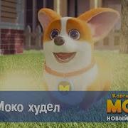 Корги По Имени Моко