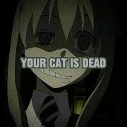 Your Cat Is Dead Try To Accept That Fact