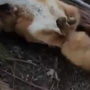 Фыр Фыр Фыр Vasilisa