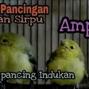 Suara Anak Burung Sirpu Sirtu Cipoh