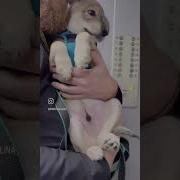Говорят Что В Нашем Доме Пахнет Собакой