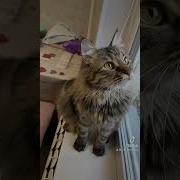 У Тебя Не Ужасный Характер Просто Если Бы Ты Была Принцессой