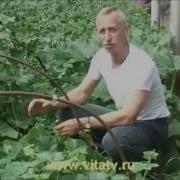Живой Огурец Лечит Геморрой