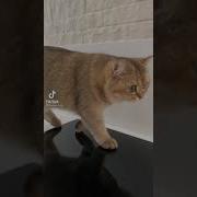 Пойду Пойду Покушаю Своей