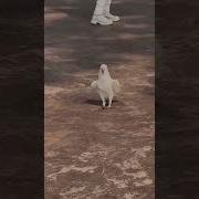 Танцевальная Музыка Для Попугая