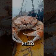 Crab That Rabbit