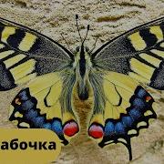 Звук Крыльев Бабочки