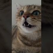 Meow Meow Meow Meow Meme Original