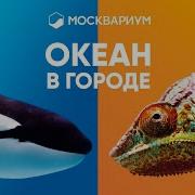 Мультик На Шоу Воды Москвариум