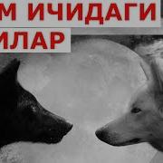 Одам Ичидаги Бурилар Ибратли Хикоя