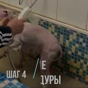 Мы Танцуем Цверг Цверг