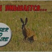 Заяц Умывается Чистит Лапки И Барабанит Brown Hare Is Washing Its Paws Hare Is Drumming