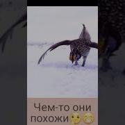 Прикольные Танцующие Курицы