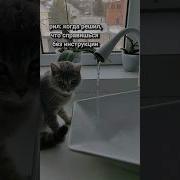 Я Конечно Ни На Что Не Намекаю Но Возможно Мозги Это Не Твоё