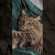 У Самого Лучшего Терапевта Есть Шерсть И Четыре Ноги
