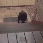Мопс Очень Смешно Поднимается По Лестнице