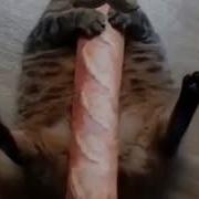 Кот Француз И Багет